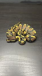 0.1 yellowbelly het clown 50% dh dg / pied, Slang, Tam, 0 tot 2 jaar