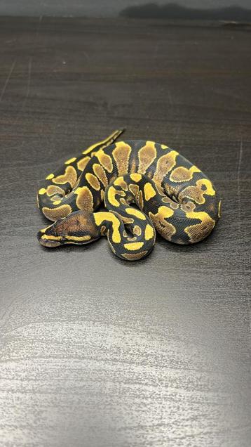 0.1 yellowbelly het clown 50% dh dg / pied beschikbaar voor biedingen