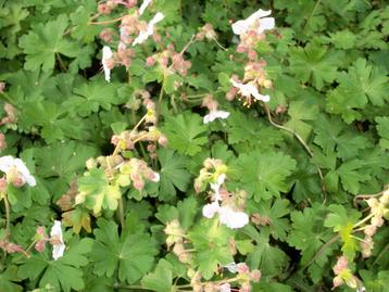 Geranium Cantabrigiense 'Biokovo', 'St Ola', 'Cambridge' enz beschikbaar voor biedingen