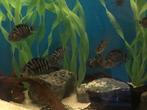 Amatitlania Nigrofasciata – (Zebra Cichlide), Vis, Zoetwatervis