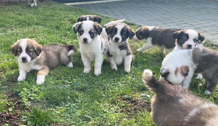 Prachtige border collie x Sint Bernard pups, Dieren en Toebehoren, Honden | Herdershonden en Veedrijvers, Meerdere dieren, Collie