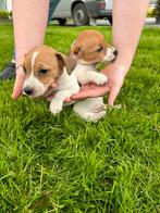 Jack russel pups, Particulier, CDV (hondenziekte), Meerdere, 8 tot 15 weken