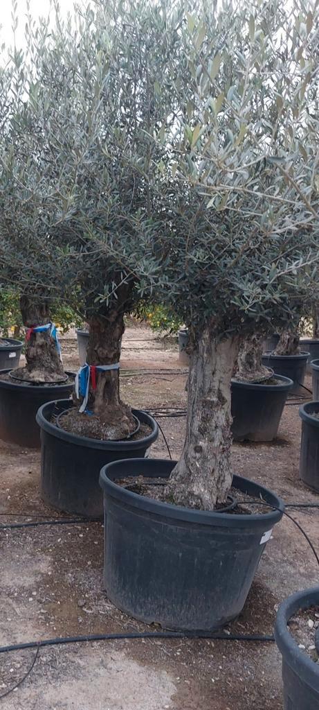 Olijfbomen super promo 220€ Viveros Playa de Palmas, Tuin en Terras, Planten | Bomen, Ophalen of Verzenden