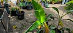 Musa Florida variagata, Ophalen