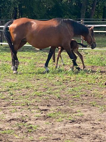 ‼️ Holstein Mare Contender X Cento ‼️, Jument