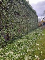 Tuinman gezocht? Regio Deerlijk/Waregem, Tuin en Terras, Ophalen, Overige soorten