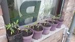 plants de tomates, Tuin en Terras, Bloembollen en Zaden, Ophalen