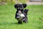 Shih Tzu mâle à vendre, Parvovirose, Un chien, Belgique, Chien (mâle)