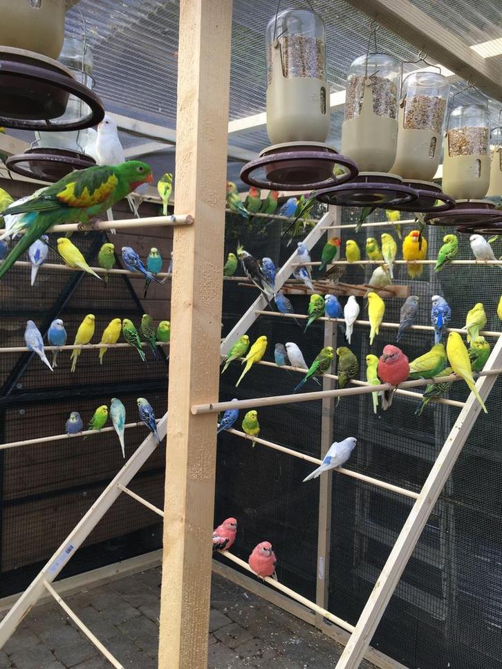 WINTERHARDE GRASPARKIETJES VANAF 15 EURO/KOPPEL, Dieren en Toebehoren, Vogels | Parkieten en Papegaaien, Parkiet, Meerdere dieren