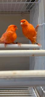 Kanarie rood, Dieren en Toebehoren, Vogels | Kanaries, Kleurkanarie
