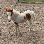 Prachtige AMHA AMHR NMPRS merries, Dieren en Toebehoren, Merrie