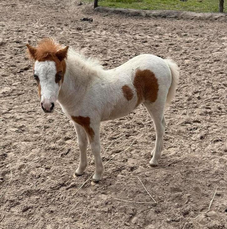 Prachtige AMHA AMHR NMPRS merries, Dieren en Toebehoren, Paarden en Pony's | Dekhengsten en Fokmerries, Merrie
