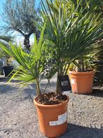 Trachycarpus Fortunei 2 stam de luxe, Tuin en Terras, Planten | Bomen, Halfschaduw, Ophalen, Palmboom