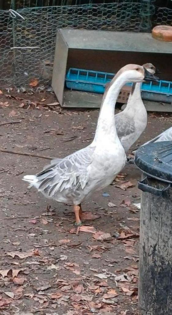 Lavendel chinese knobbelgans, Dieren en Toebehoren, Pluimvee, Gans of Zwaan, Meerdere dieren