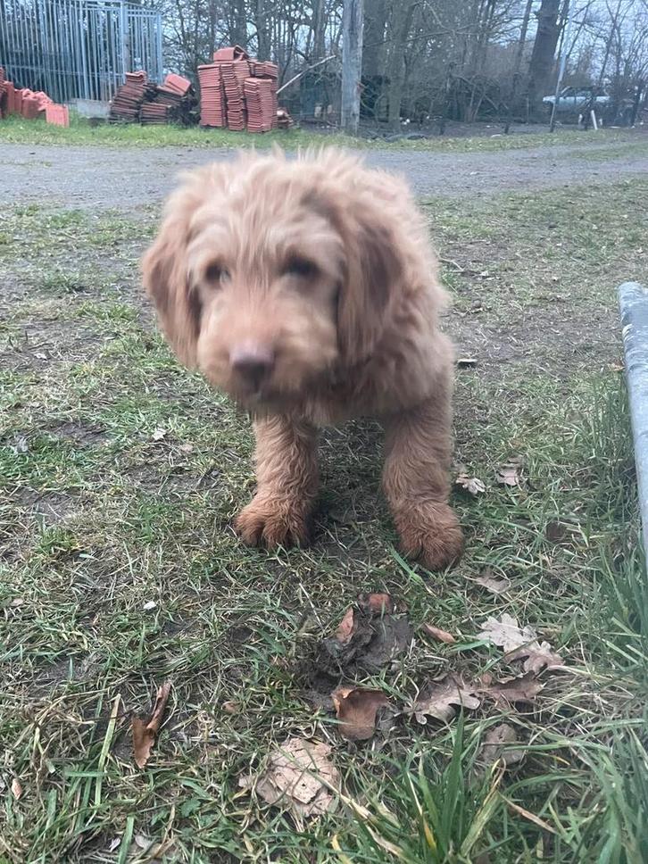 Mooie medium goldendoodle pups!, Animaux & Accessoires, Chiens | Retrievers, Épagneuls & Chiens d'eau, Chien (mâle), Golden retriever