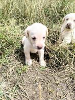 Labrador retriever pups, Dieren en Toebehoren, België, CDV (hondenziekte), 8 tot 15 weken, Labrador retriever