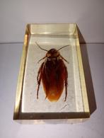 insect in epoxy hars 24, Verzamelen, Dierenverzamelingen, Ophalen of Verzenden, Zo goed als nieuw, Insect, Opgezet dier