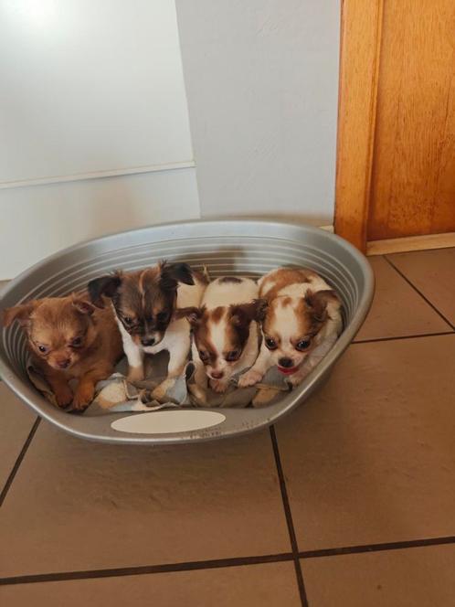 4 Chi ♥️pups particulier ️, goed van karakter., Dieren en Toebehoren, Honden | Chihuahua's en Gezelschapshonden, Chihuahua, Particulier