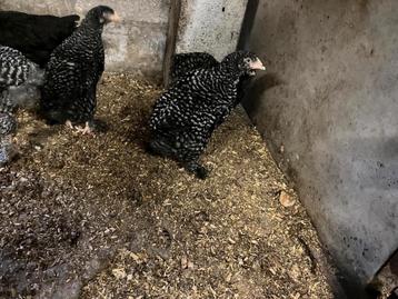 Poules coucous de Malines