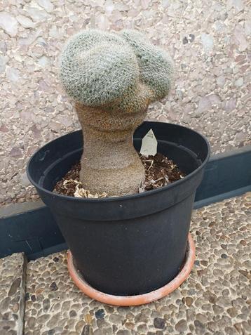 Cactus Mammillaria – spécimen de collection (adulte, sain) beschikbaar voor biedingen
