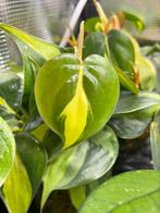 Philodendron brasil stekjes, Ophalen of Verzenden