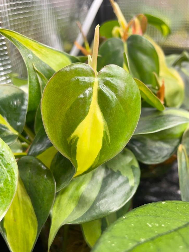 Philodendron brasil stekjes, Huis en Inrichting, Kamerplanten, Ophalen of Verzenden
