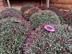 Chrysanten te koop, Ophalen