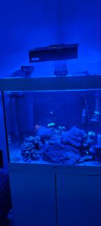 Te koop: Compleet zoutwateraquarium (200L) – zonder vissen, Dieren en Toebehoren, Ophalen, Zo goed als nieuw