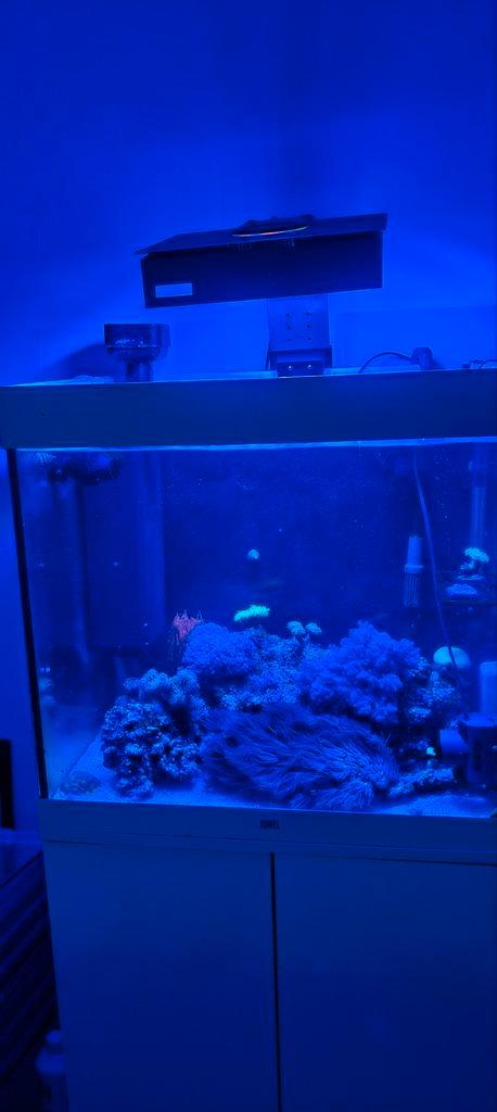 Te koop: Compleet zoutwateraquarium (200L) – zonder vissen, Dieren en Toebehoren, Vissen | Aquaria en Toebehoren, Zo goed als nieuw