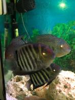 Heros Severum, Dieren en Toebehoren, Vis, Zoetwatervis