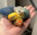 Tamme dwerpapegaaien, Dieren en Toebehoren, Tam