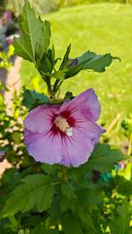 Hibiscus, Ophalen, Struik