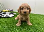 Nestje Cockapoo pups, België, CDV (hondenziekte), 8 tot 15 weken, Meerdere
