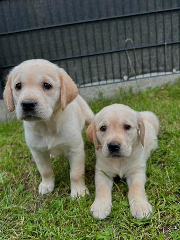 Golden retriever pups zoeken een warme thuis  beschikbaar voor biedingen