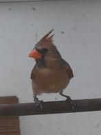 rode roodkuifkardinaal, Dieren en Toebehoren, Vogels | Overige Vogels, Meerdere dieren, Tropenvogel, Geringd