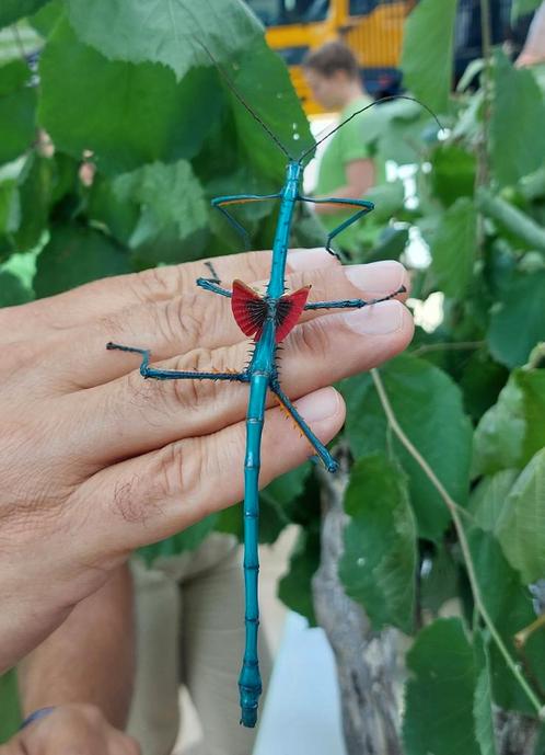 Œufs Phasme Manga Madagascar, Tuin en Terras, Planten | Bomen, Ophalen of Verzenden