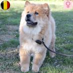 Prachtige Chow Chow pups te koop (Belgisch), Dieren en Toebehoren, Honden | Poolhonden, Keeshonden en Oertypen, België, CDV (hondenziekte)