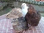 Japanse kwartels te koop, Dieren en Toebehoren