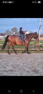 De liefste betrouwbare (fok)merrie, Animaux & Accessoires, Chevaux, Jument