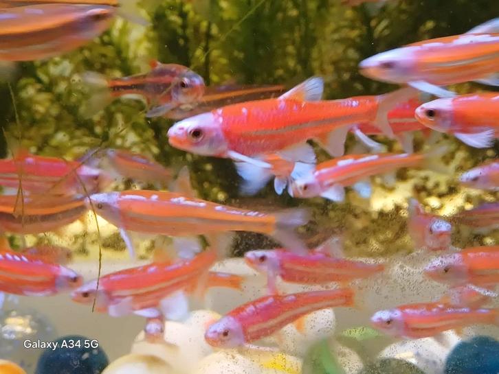 Notropis Chrosomus, rainbowshiners, regenboogelritsen, Dieren en Toebehoren, Vissen | Vijvervissen