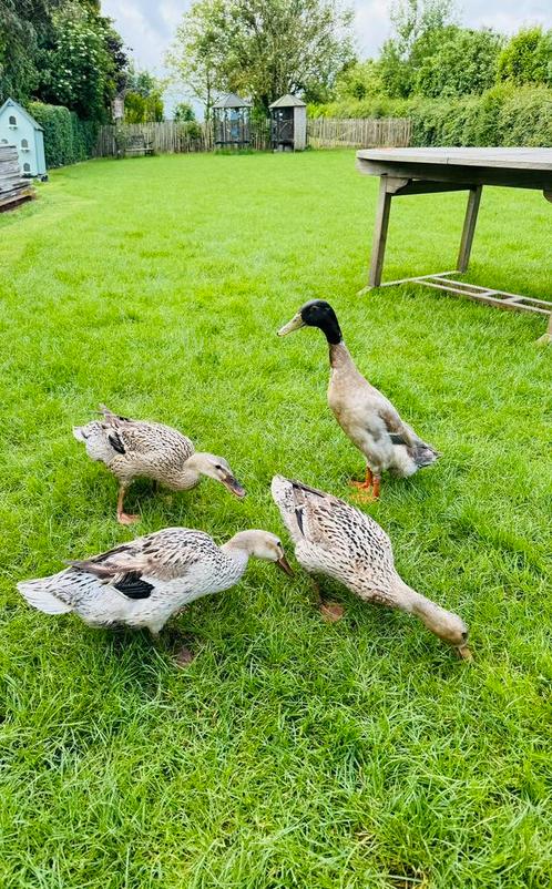 Opvang van eenden, kippen, duiven, konijnen, tamiops,…, Dieren en Toebehoren, Pluimvee