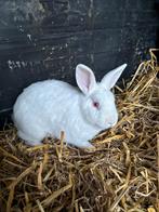 konijntje, Dieren en Toebehoren, Konijnen