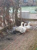 3 broedeieren merchtemse eend. Zeldzaqm, Dieren en Toebehoren, Pluimvee, Eend