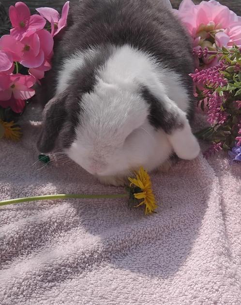 ️Mooie raszuivere minilops️, Dieren en Toebehoren, Konijnen, Klein, Vrouwelijk, 3 tot 5 jaar, Hangoor