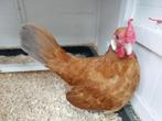 Hollandse kriel Buf, Dieren en Toebehoren, Kip