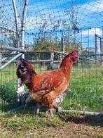 Zingems leghoen (haan), Dieren en Toebehoren, Pluimvee