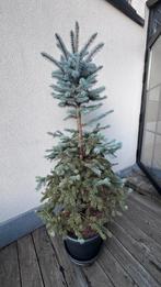 Kerstboom, picea pungens, Tuin en Terras, Planten | Bomen, Bloeit niet, Halfschaduw, 100 tot 250 cm, Zuilboom