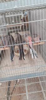 Bourkes parkieten, Dieren en Toebehoren