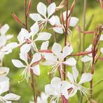 Prachtkaars, Tuin en Terras, Ophalen of Verzenden, Vaste plant