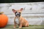 Franse Bulldog pup, Dieren en Toebehoren, België, CDV (hondenziekte), 8 tot 15 weken, Bulldog